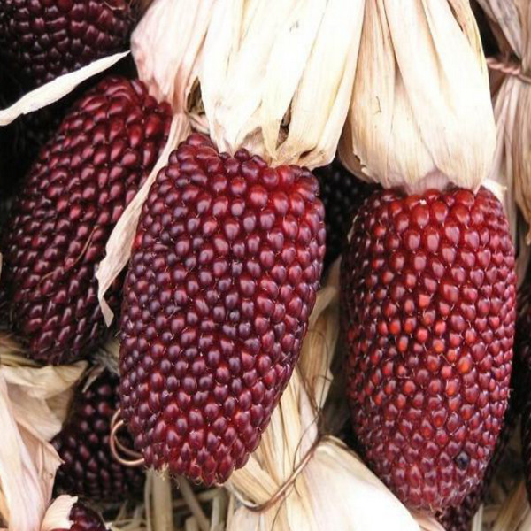 Red Strawberry Popcorn 500 Seeds Heirloom Non-GMO