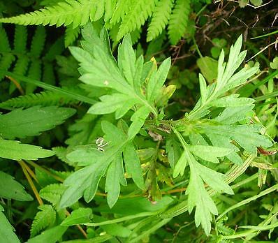 Mugwort Artemesia vulgaris 10,000 seeds