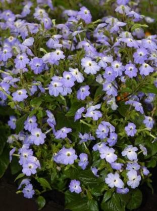 Browallia Cascade Sky Blue 1,000 seeds