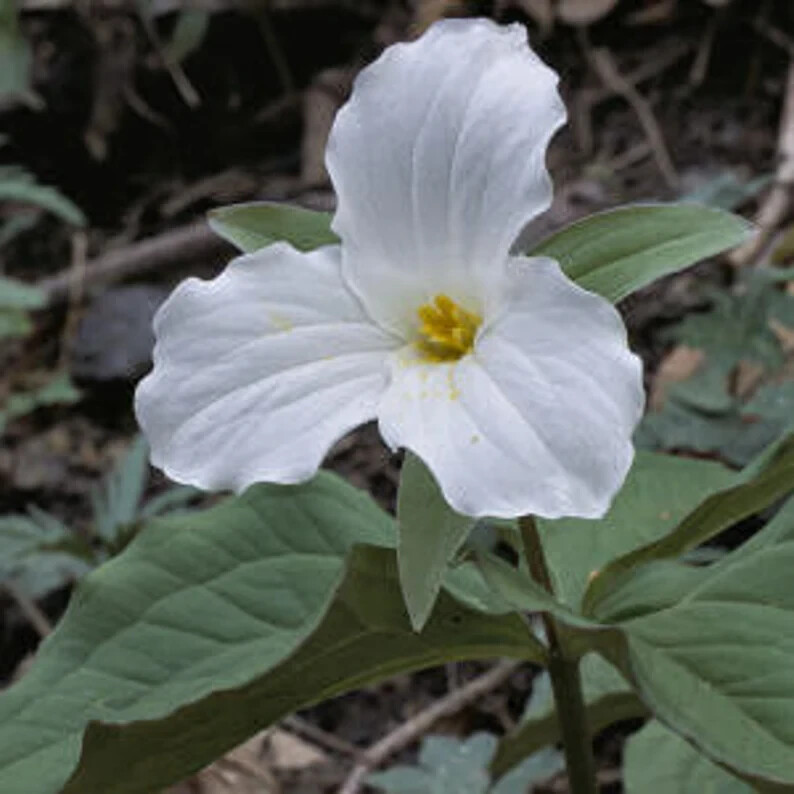 10 Freshly Dug White Trillium Bare Roots– Trillium grandiflorum Appalachian 2026