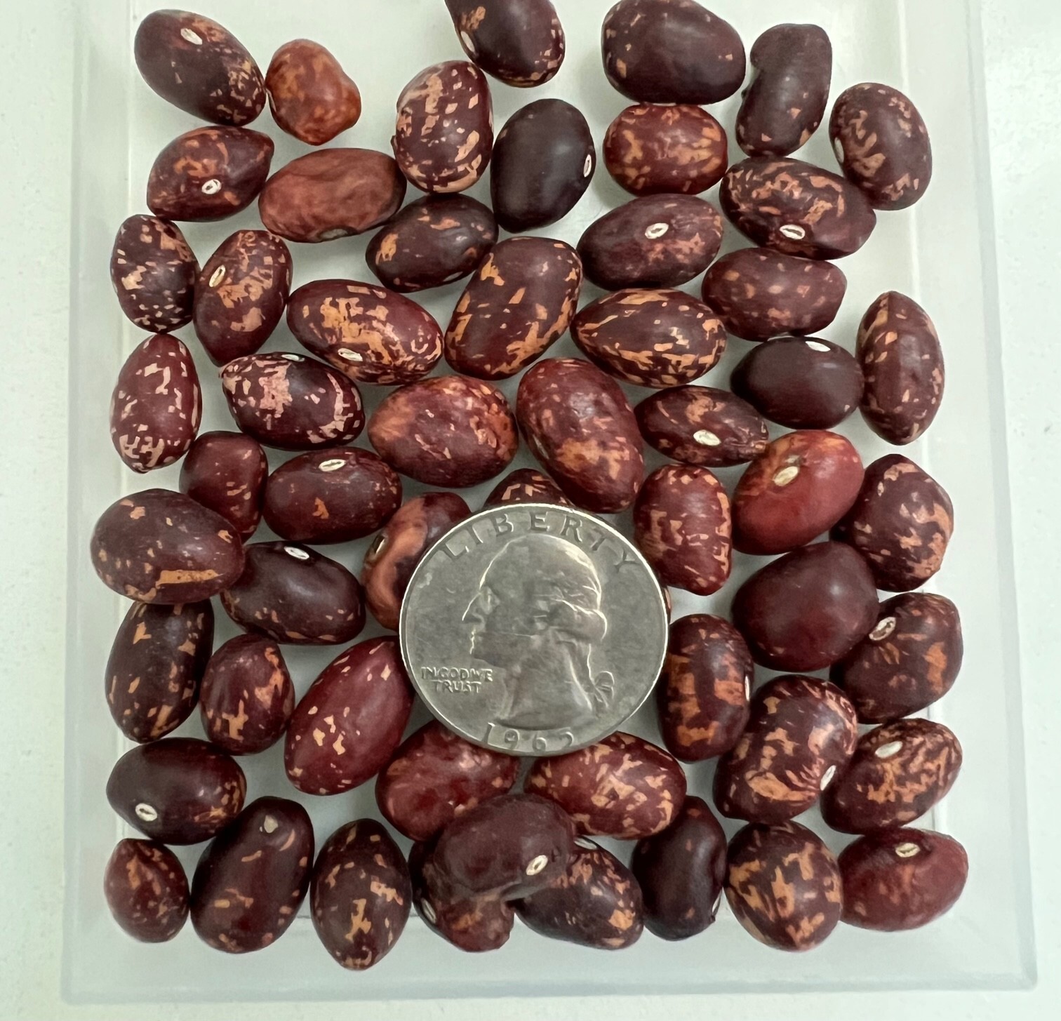 40 Seeds of Red CRANBERRY BEANS (Frijoles Cargamanto Rojo, Roman Bean)