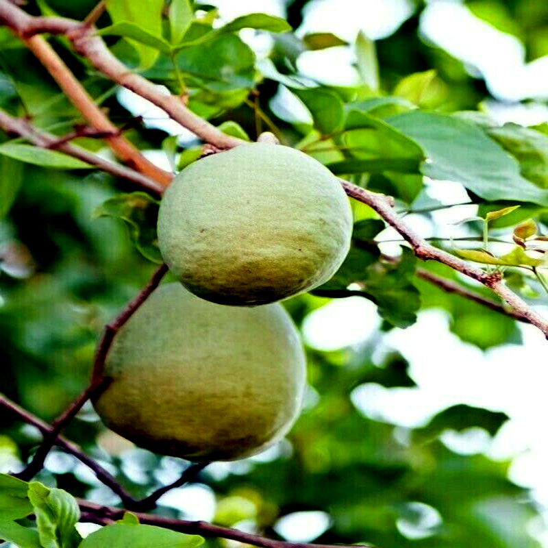 20 Bael Fruit Tree Seeds (Aegle marmelos) Bengal Quince Stone Apple Plant RARE!