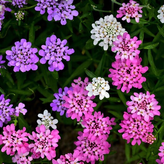 Candytuft MIXED COLORS Ground Cover Pollinators Fragrant USA Non-GMO 1000 Seeds!