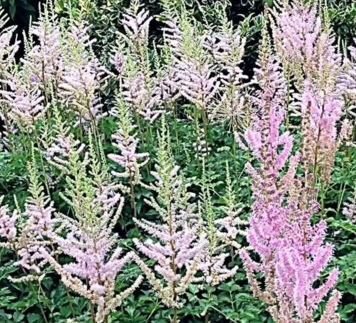 Astilbe chinensis davidii, 25 seed