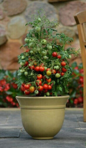 Fresh Red Robin Tomato Seeds | Heirloom & Non-GMO | Fresh Vegetable Seeds