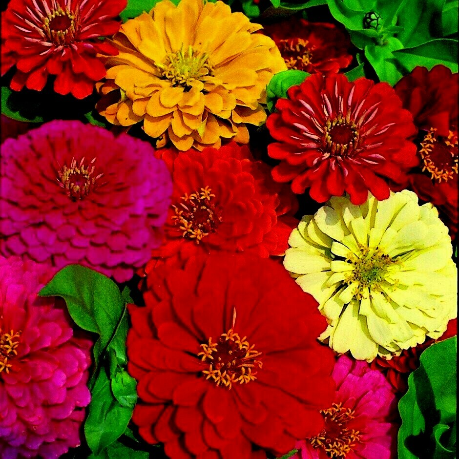 300+GIANT DAHLIA ZINNIA MIX Seeds Cut Flowers Summer Garden Container Fast Easy