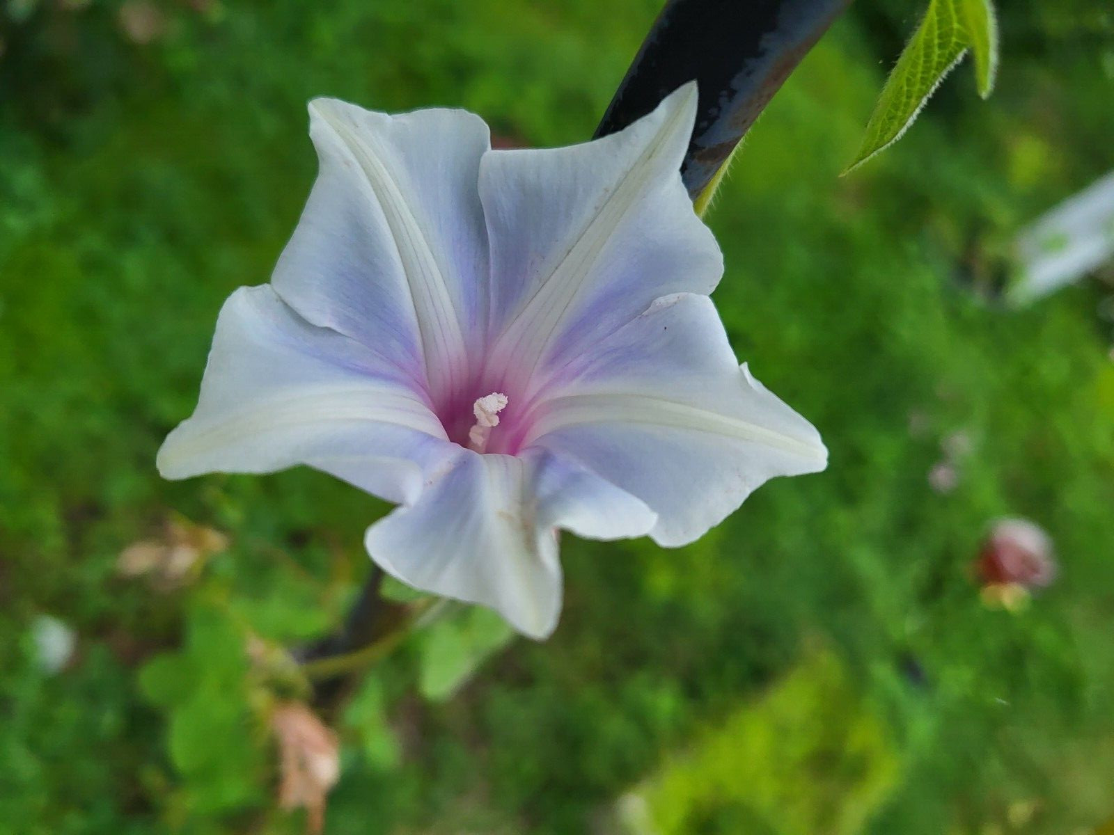 Japanese Morning Glory- KIKYO-Light Blue & White-8 Seeds-Annual-2022