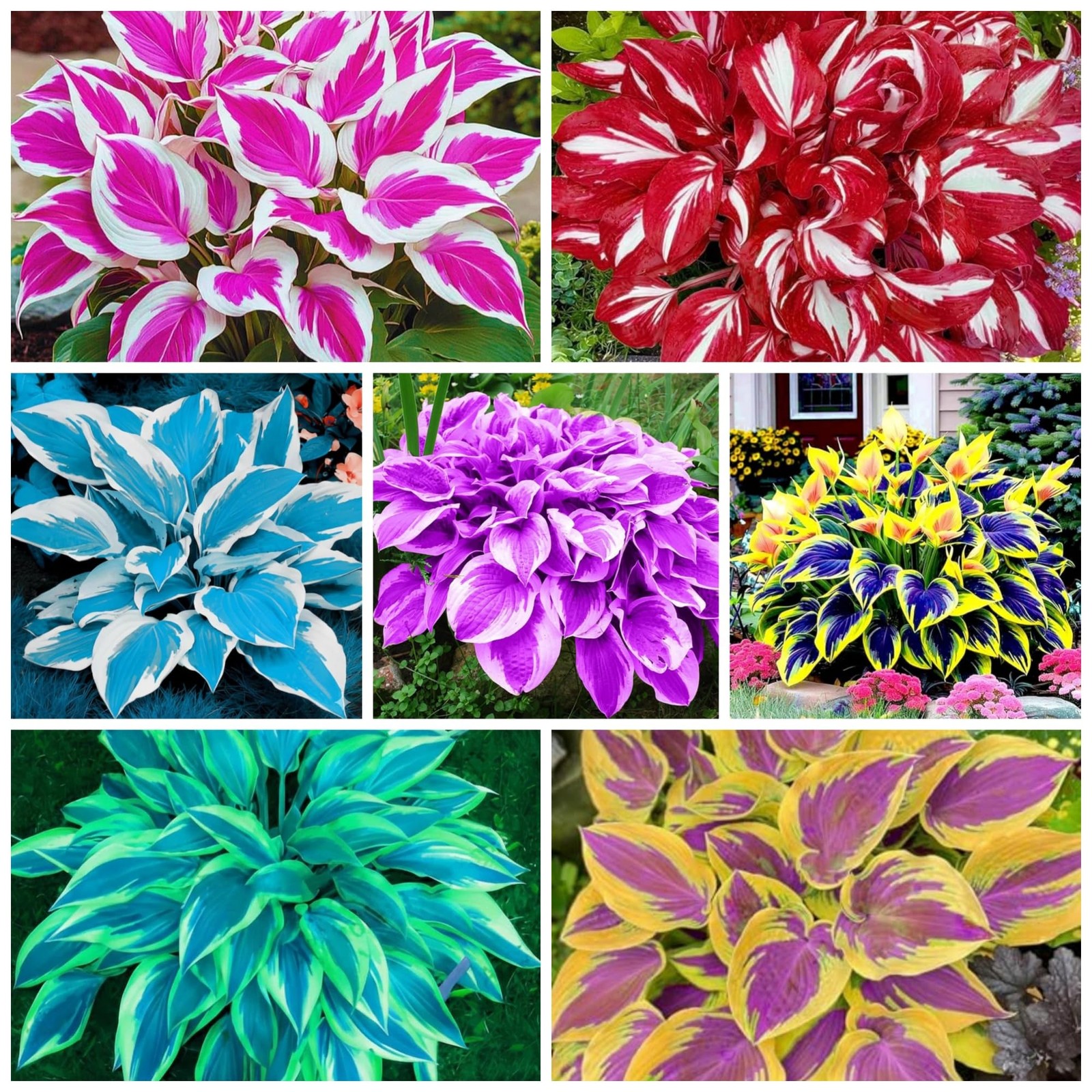 400+ Perennial Rare Hosta Seeds HeartShaped Hosta Bare Roots Rich Foliage, H…