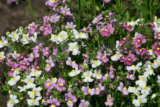 Nemesia fruticans Festival Mix 5,000 seeds