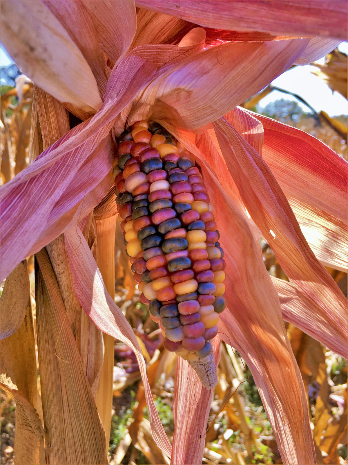 Seneca Red Stalker Ornamental Corn Seeds | Purple Red Husk Dent Indian Seed 2024