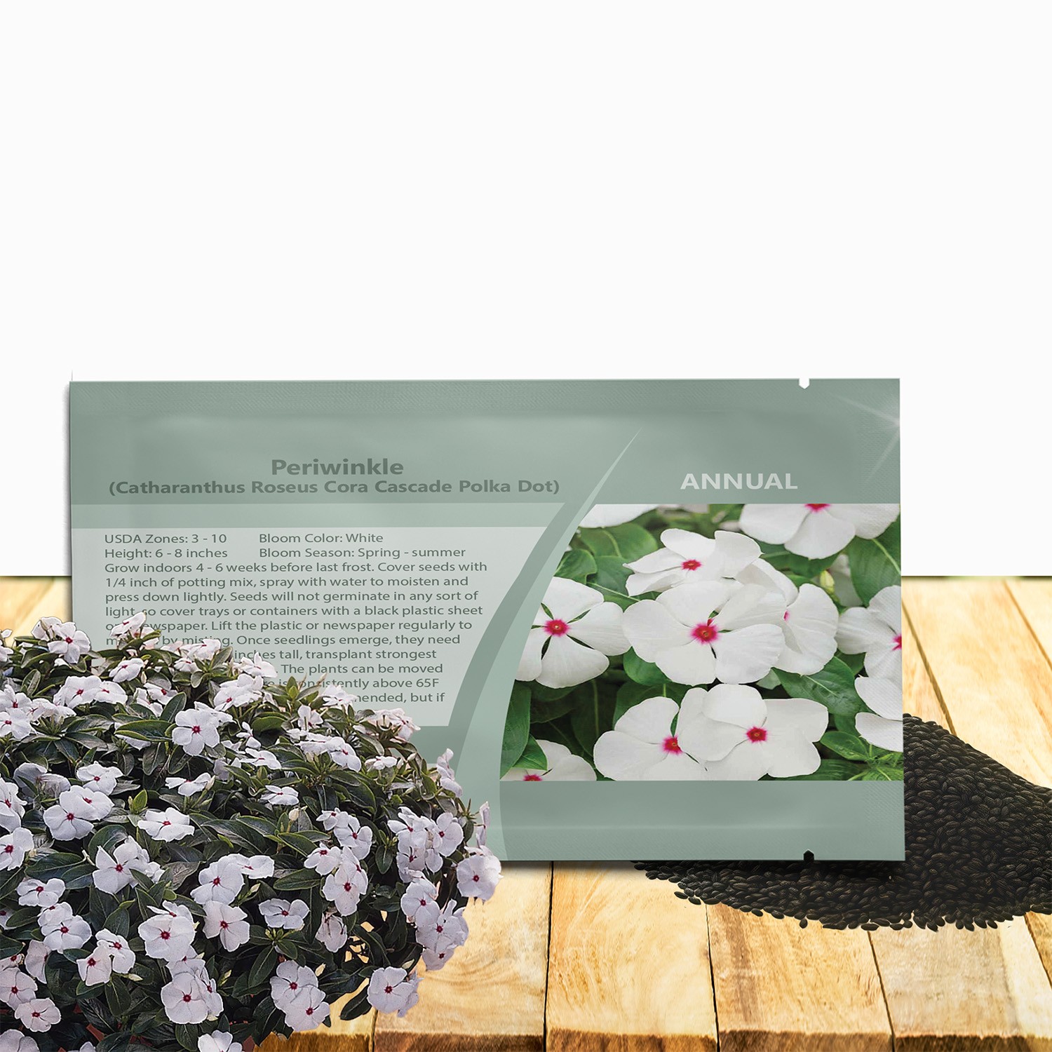 50 Seeds Drought Tolerant Polka Dot Vinca Spreading Ground Cover Flower Plant