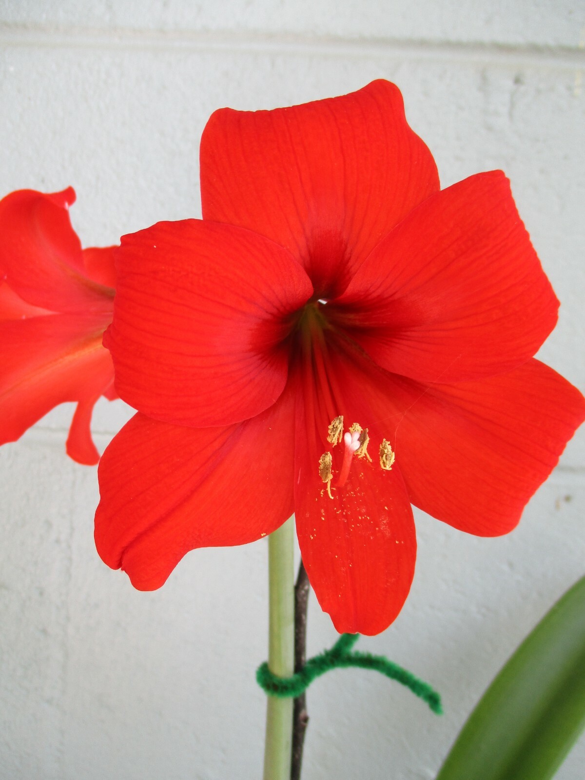 1 cross pollinated amaryllis bulb Hippeastrum Red Lion X Lilly 6-12 cm. circum.