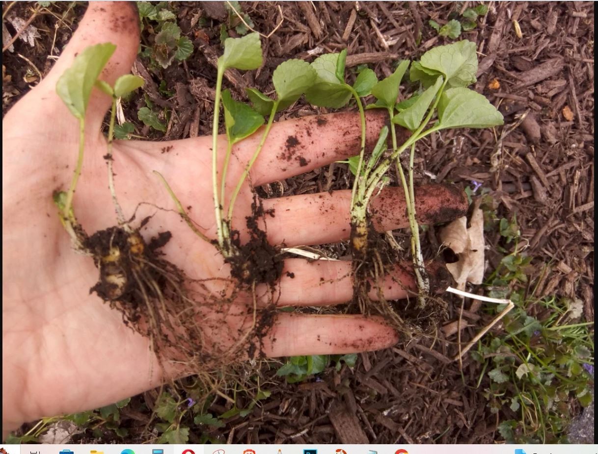 Flash Sale 20x Wild Violet Plants: Mixed Purple White Perennial Bare Root live