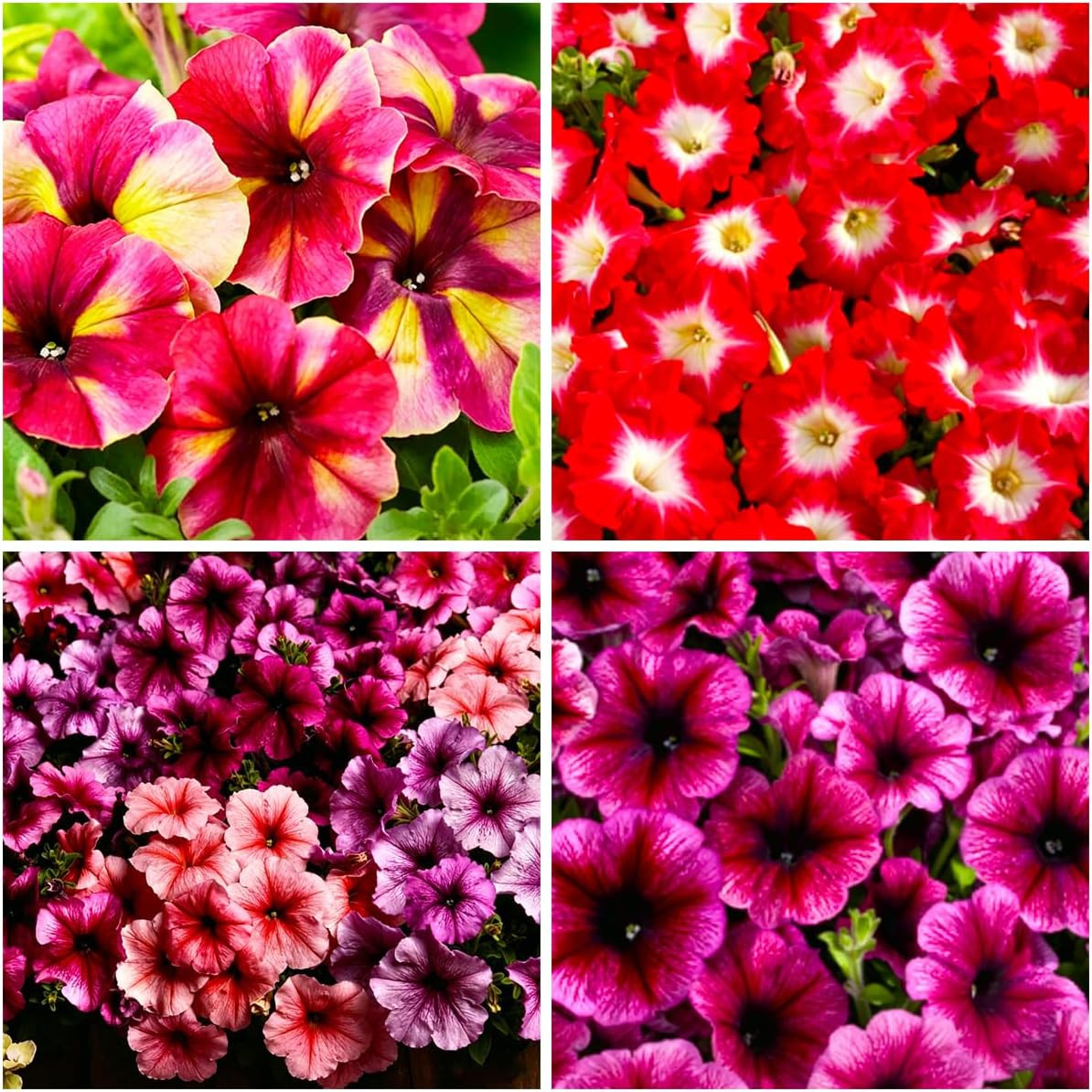 247+ Rare Perennial Petunia Seeds for Planting,Dwarf Wave Petunia Flowers Seeds