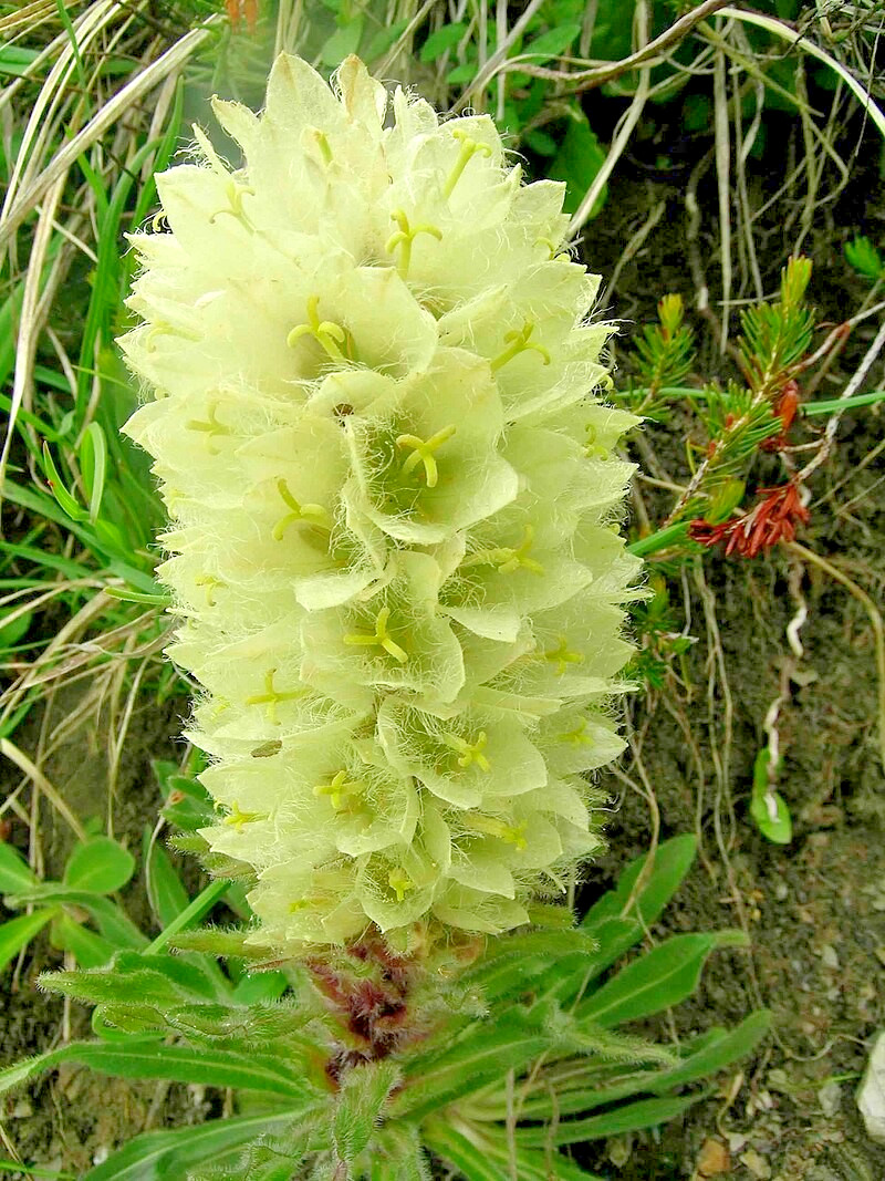 rare yellow bellflower 100 SEEDS, Campanula thyrsoides, hardy, no GMO