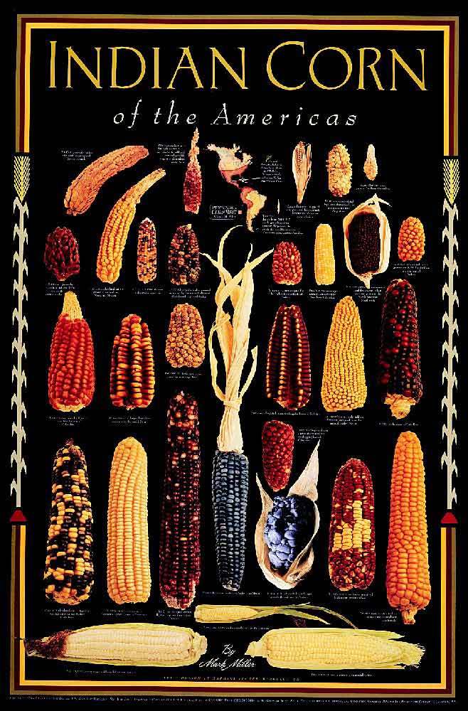 50 USDA Organic Seneca RED Stalker Indian Corn seeds USA heirloom Zea mays maize