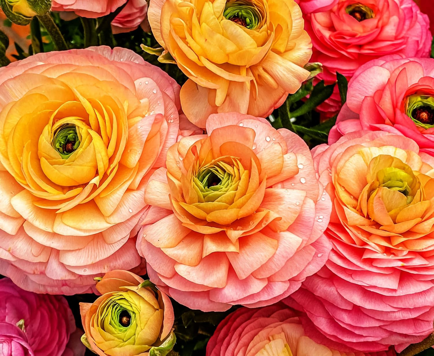 Complete Spring Flower Bulb Garden – 10 Bulbs Ranunculus Bulbs Continuous Blooms