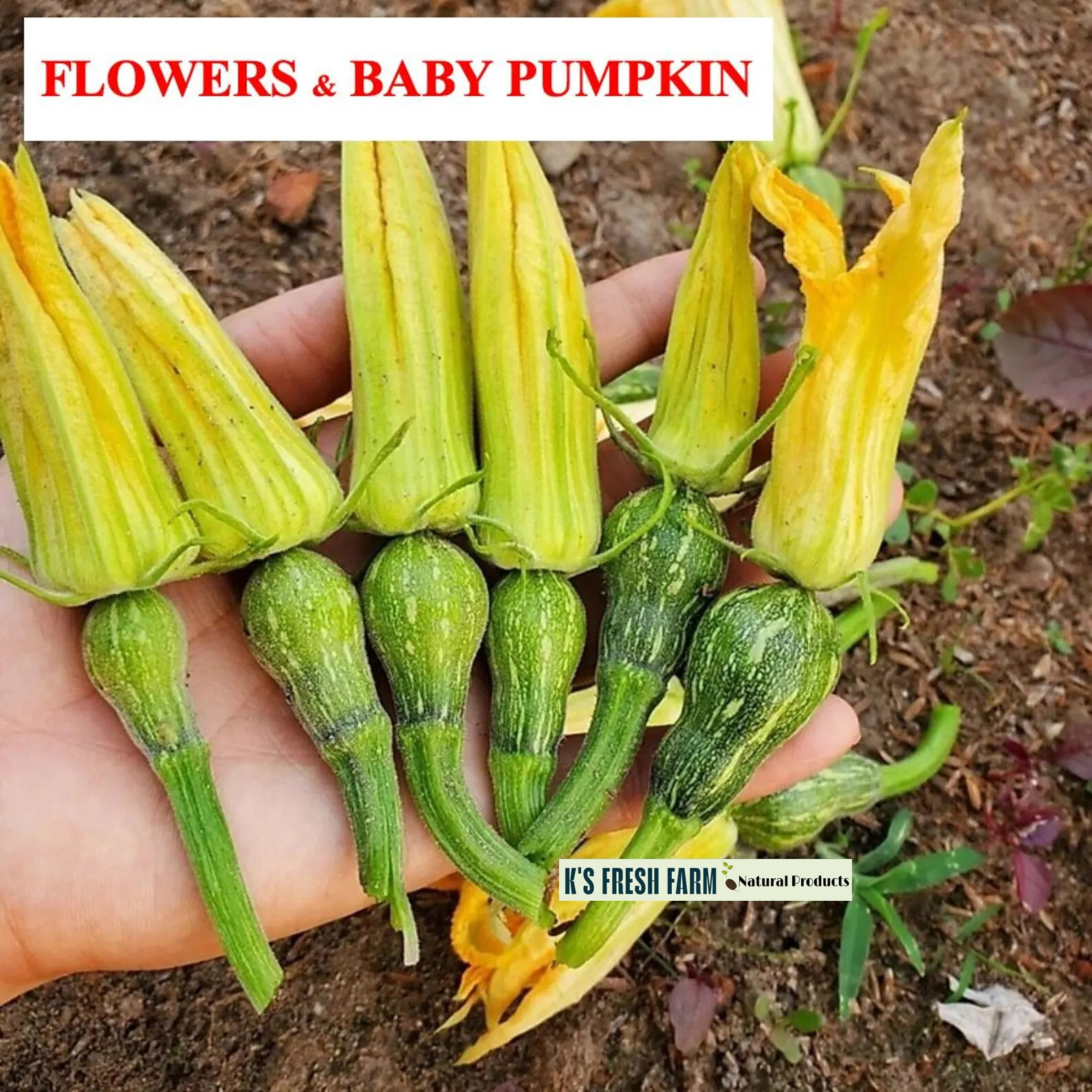 PUMPKIN SEEDS Flowers/Katora/Round/Super Squash Buds-BÍ ĐỎ Nụ/Đậu/Tròn/Siêu Ngọn