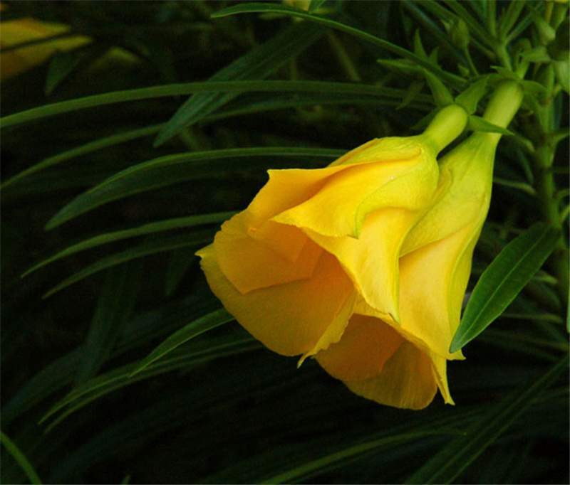 Thevetia Peruviana 4 Seeds, Neriifolia, Cascabela Fragrant Oleander, Shrub Tree