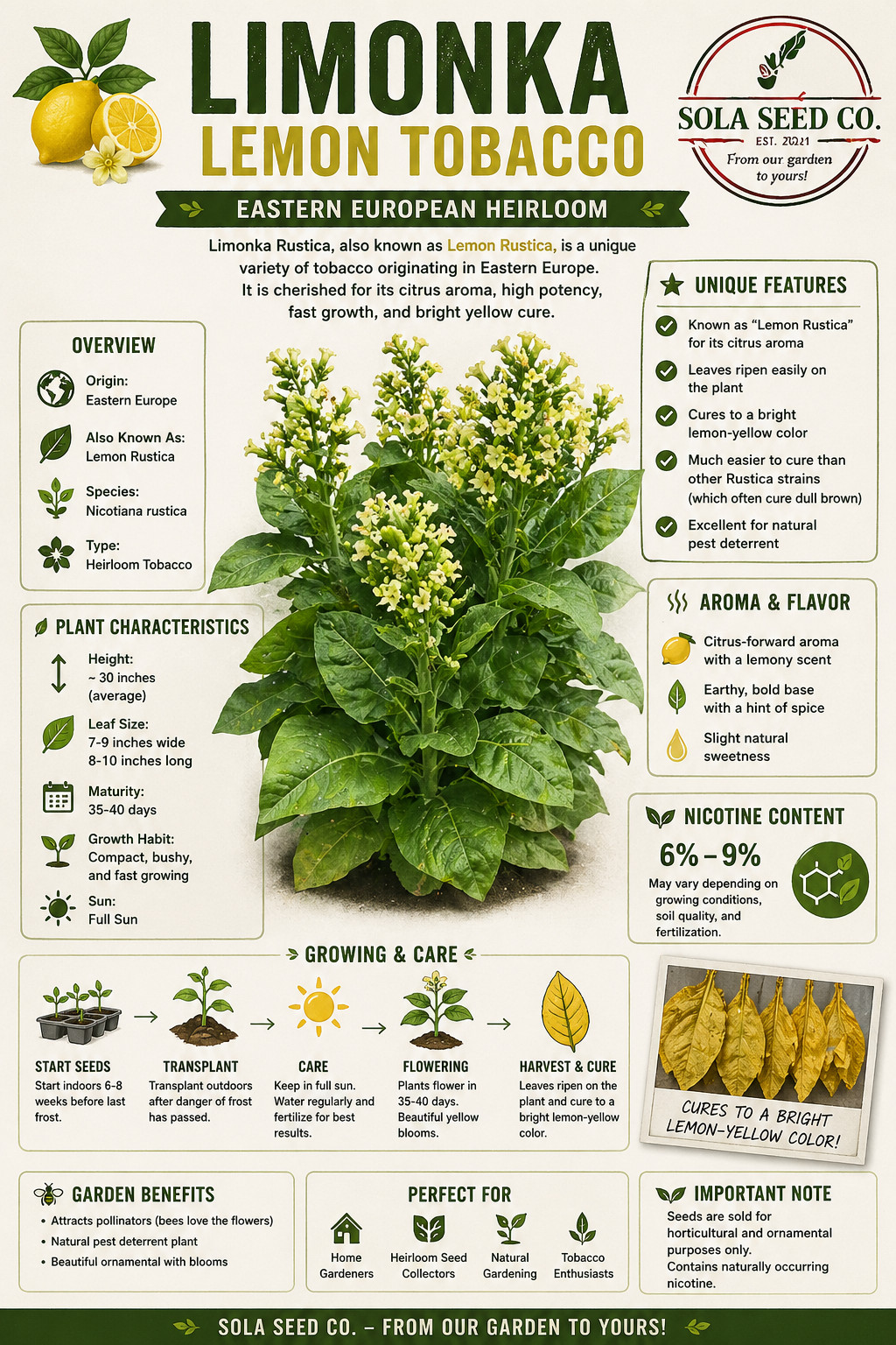 500 Lemon Limonka Rustica Tobacco Seeds. Pollinator Garden. Easy Cure. Non GMO