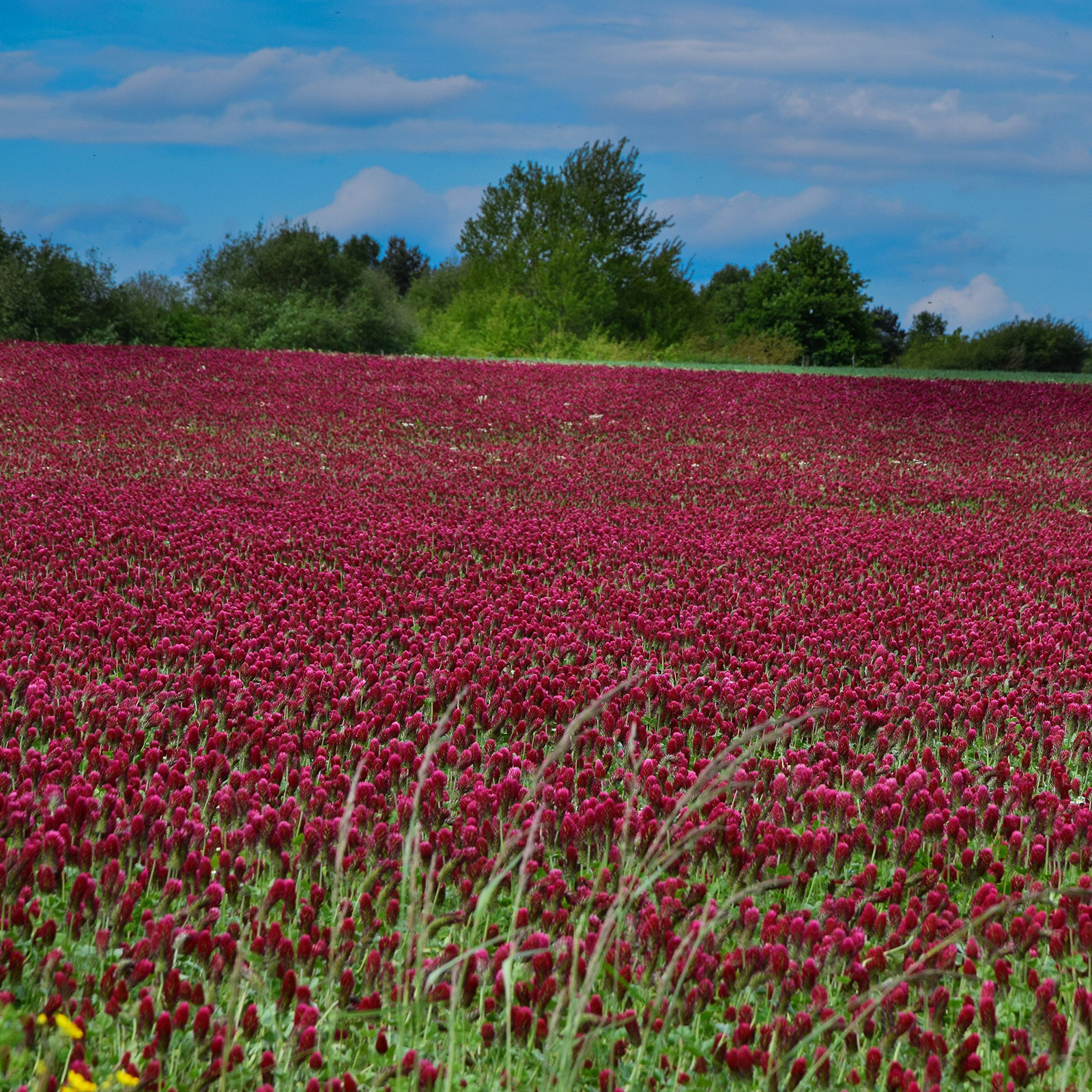 Crimson Clover Seeds – 5 lbs. Annual, Nitrocoated, & Inoculated Ground Cover …