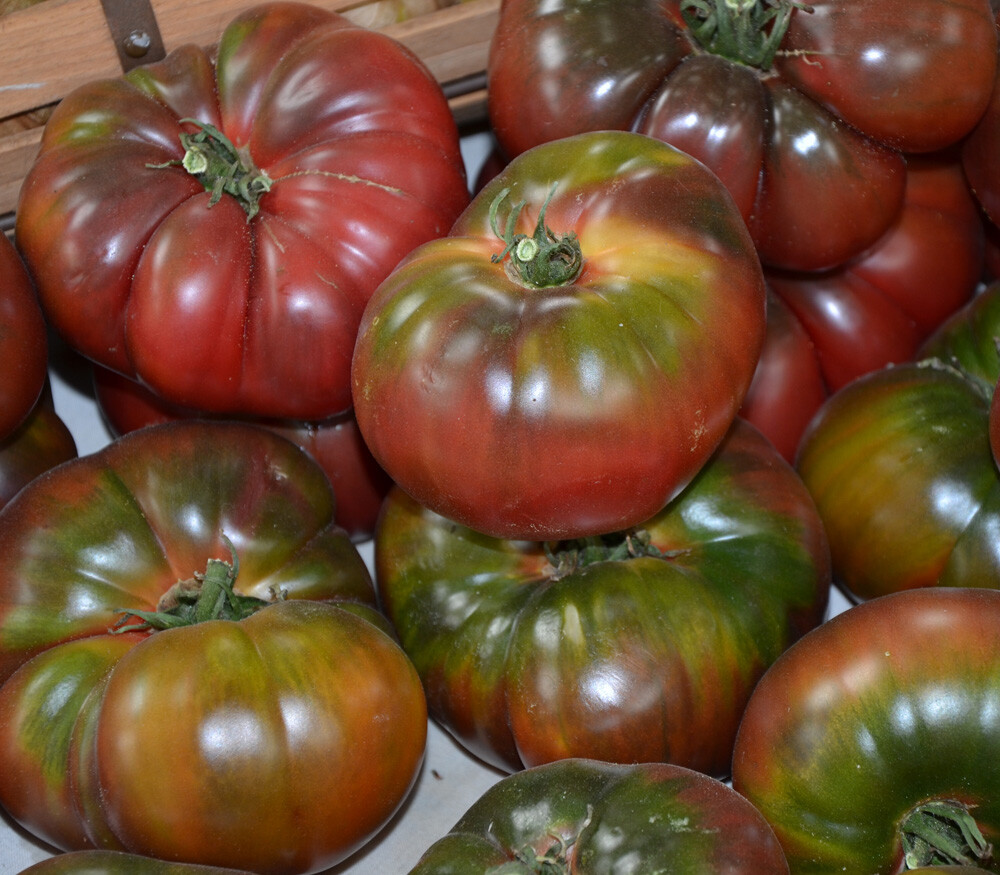 Tomato Seeds: Black Krim Tomato Seeds Fresh Seed FREE Shipping!!!!!