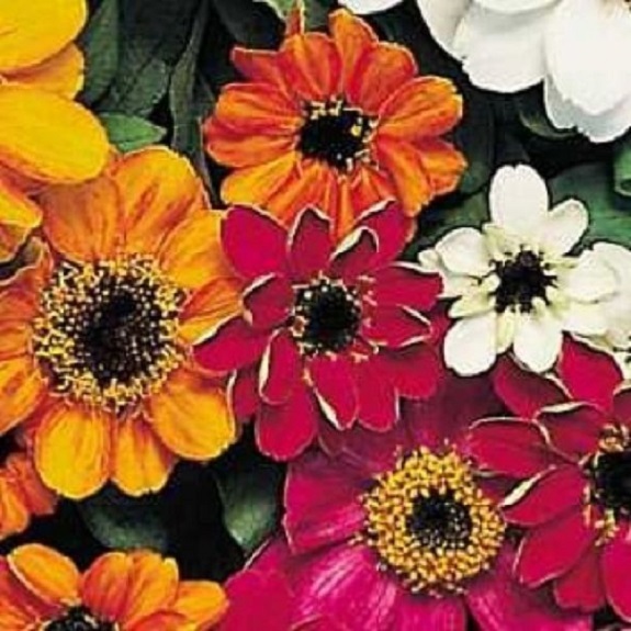 50+ Zinnia Profusion Mix / Disease Resistant Flower Seeds / Annual