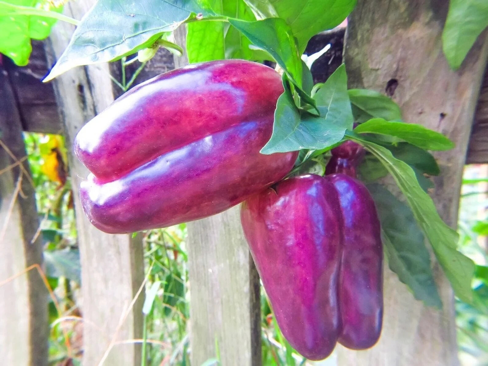 Purple Bell Pepper Lilac 15 seeds