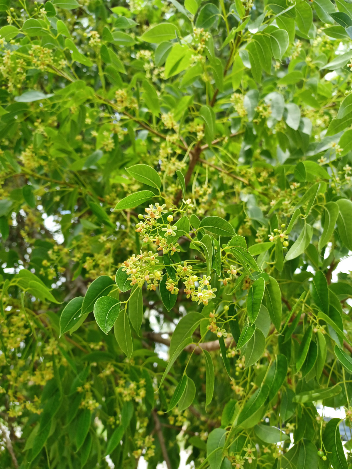 15 West Indies Mahogany Seeds, Swietenia mahagoni (Gathered 2023)