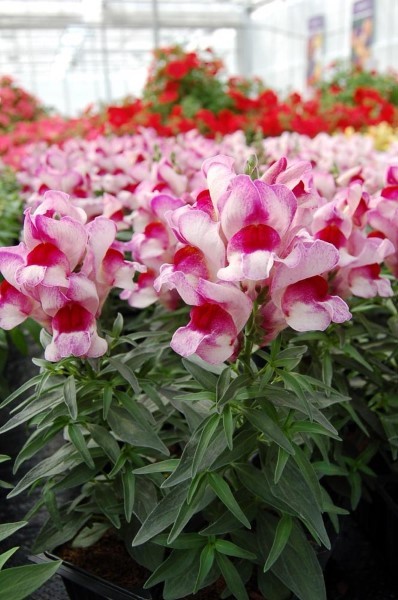 Snapdragon Seeds Snapdragon Snappy Orchid Flame 50 Seeds