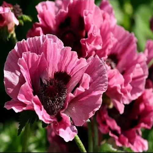 Papaver Orientale Poppy Seeds For Planting Mixed Colors Giant Perennial Flowers