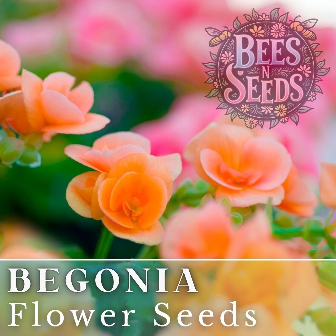 Amber Allure Begonia Seeds 45 or 125 Seeds Flower, Flower Seeds, Non GMO