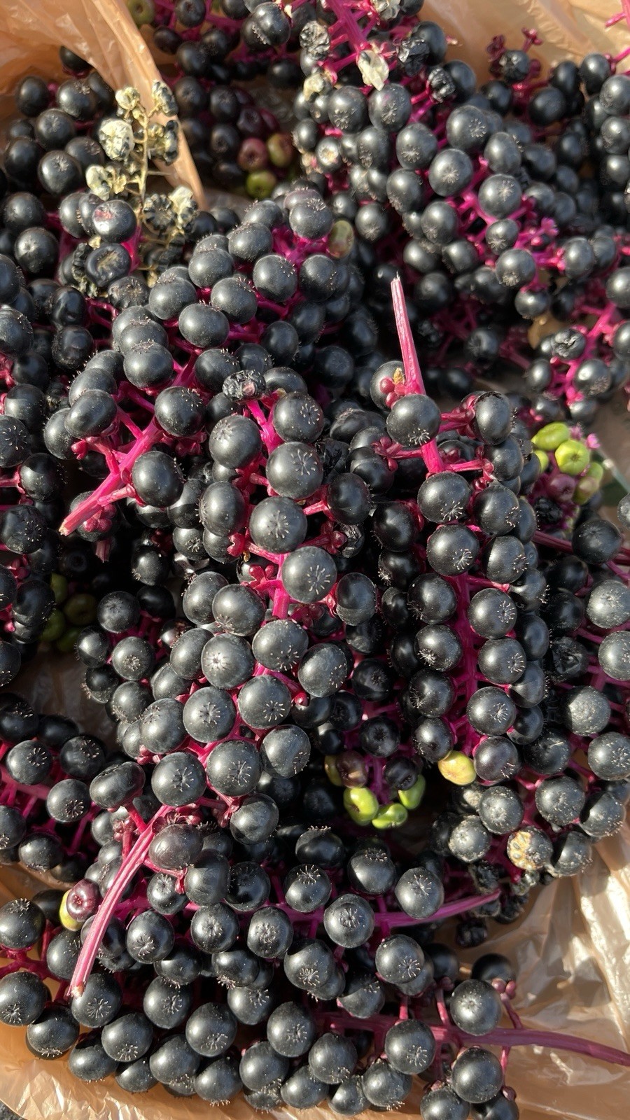 20 seeds of Pokeberry or Pokeweed (Phytolacca americana)
