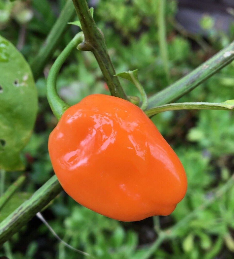 25 Fresh Hot Orange Habanero Premium Pepper Seeds-B 20