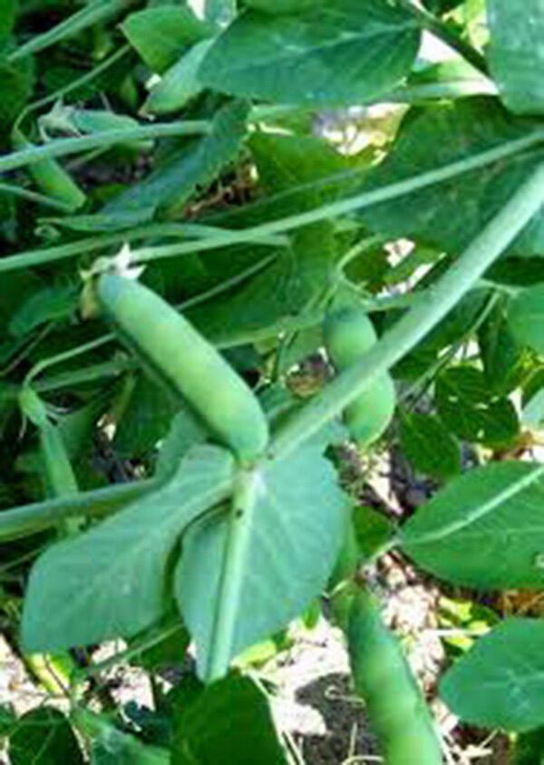 PEAS, EARLY ALASKA, HEIRLOOM, 100+ SEEDS, TASTES GREAT FRESH OR CANNED