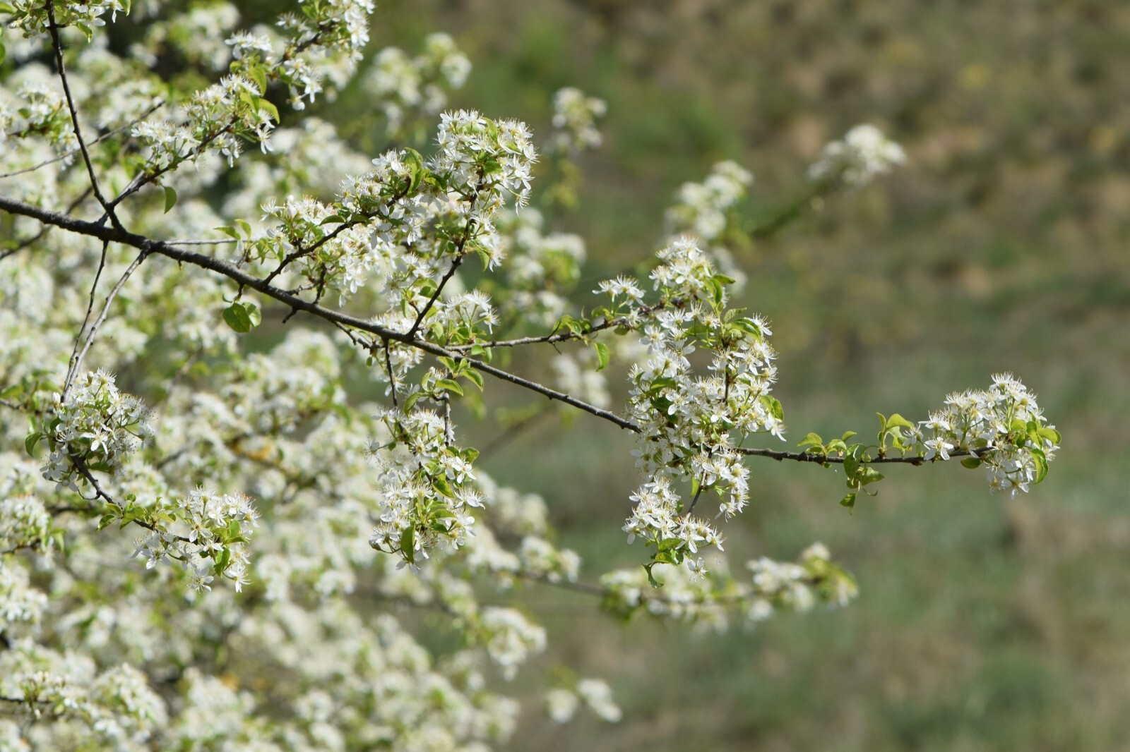 Arabian Cherry | Premium Seeds | Prunus mahaleb ‘Fruit’ | Plants’®