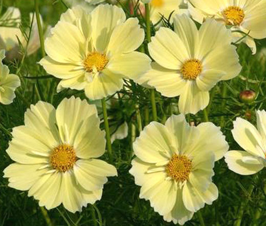 COSMOS SONATA YELLOW Cosmos Bipinnatus – 1,000 Bulk Seeds
