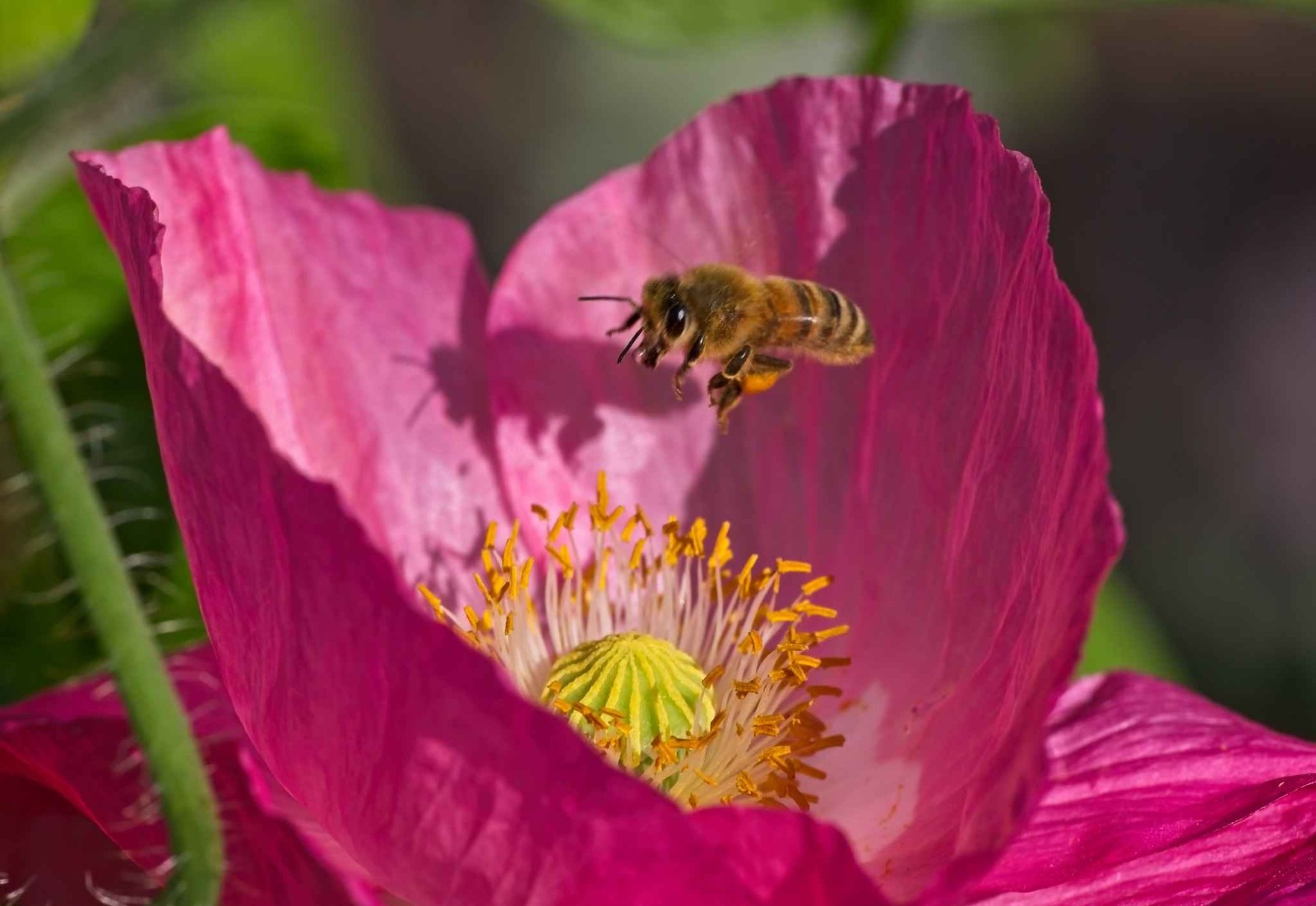 Poppy – Papaver orientale-Hybr. – Pizzicato Mix seed