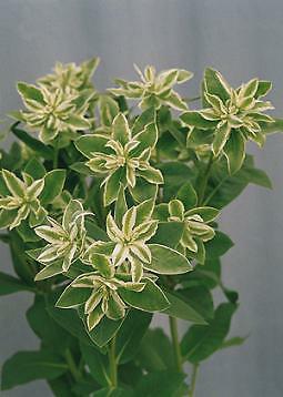 Euphorbia Kilimanjaro 250 seeds