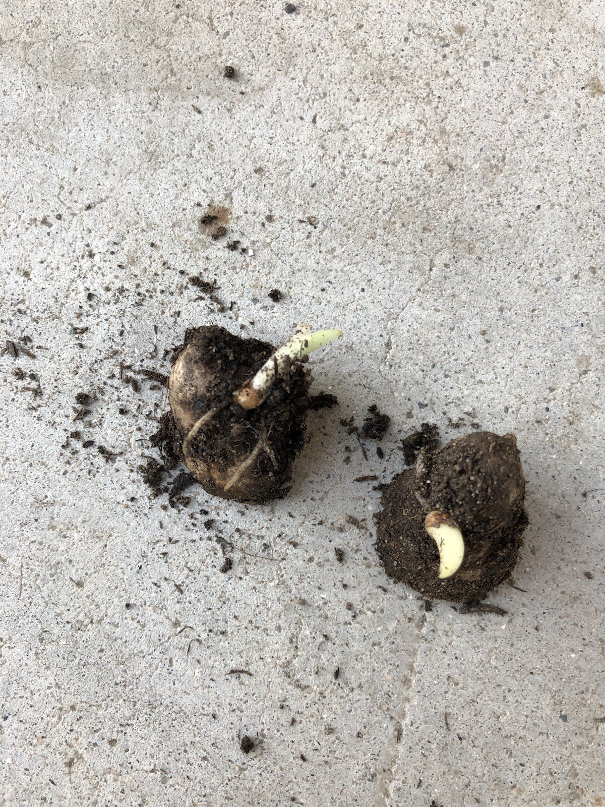 2pcs Sprouted Turmeric Roots Cutting Curcuma Longa Ready To Plant