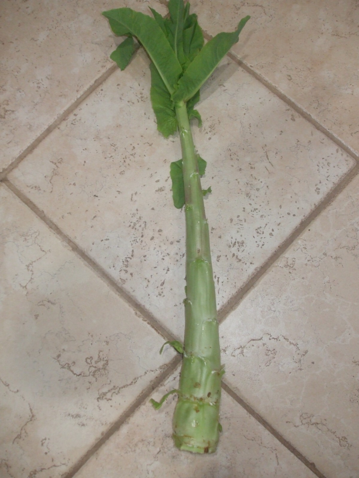 200 + seeds of Celtuce, organically grown Chinese stem lettuce – Free S/H