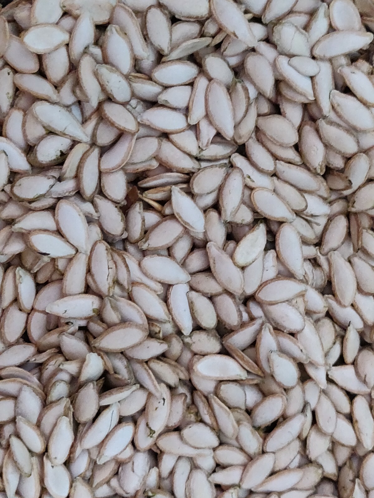 100 SEMILLAS DE PIPIAN CRIOLLO SALVADOREÑO