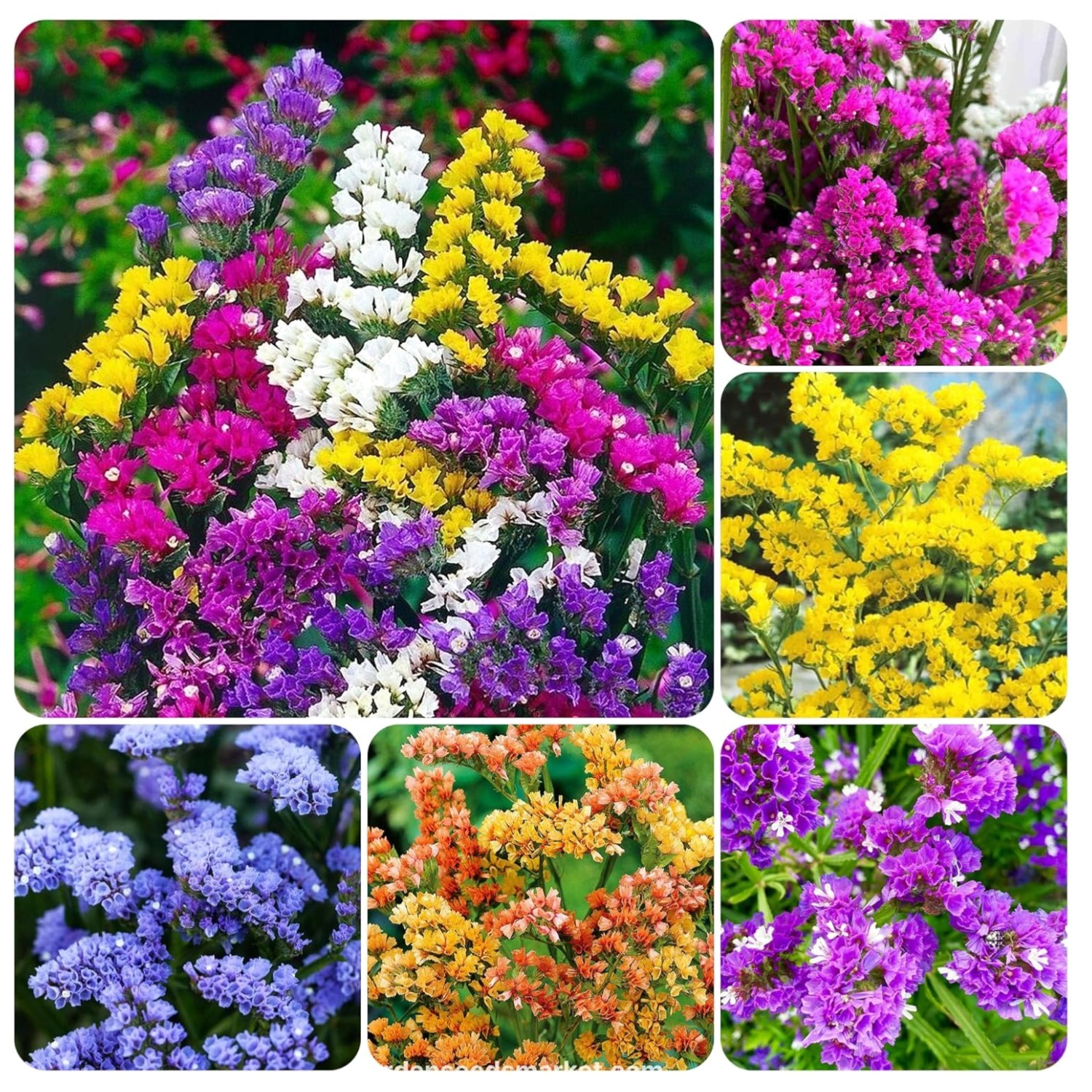 Perennial Limonium Seeds 1000+ Non-GMO Heirloom Cut Flowers for Outdoor Garde…