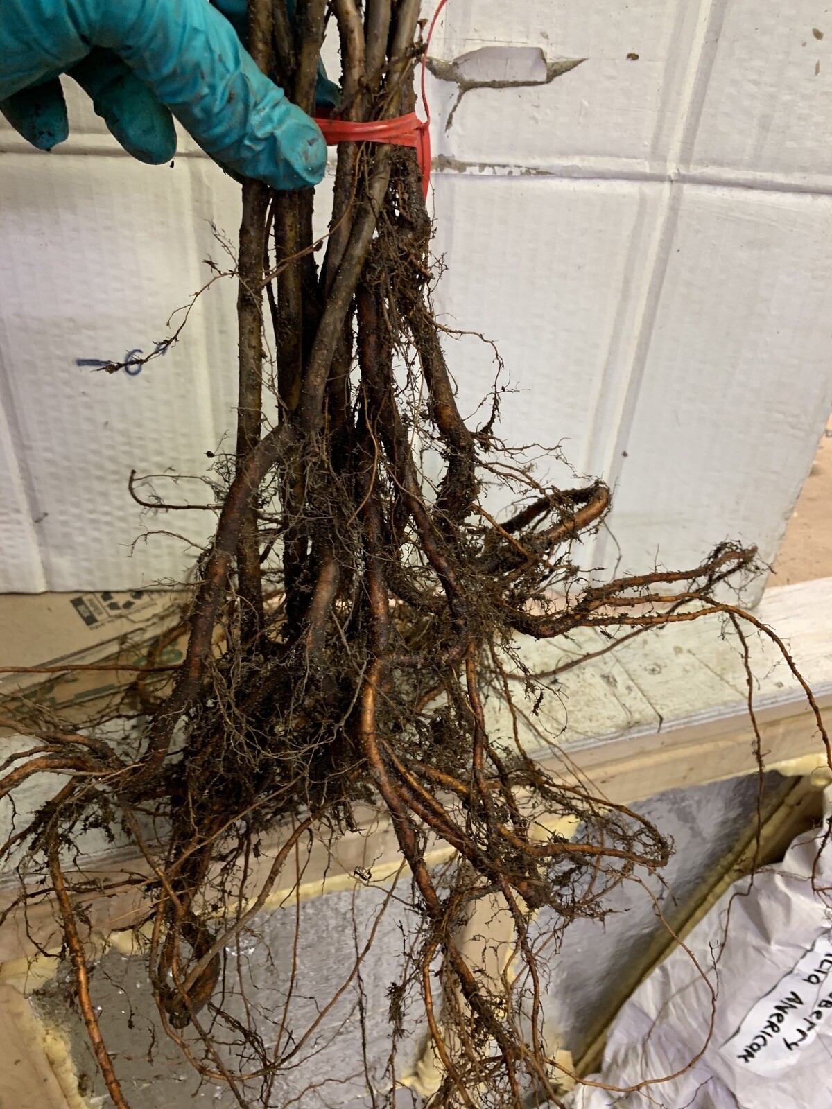 2-3 Year Old Crabapple Roseglow Sargent (Malus sargentii) Bare Root