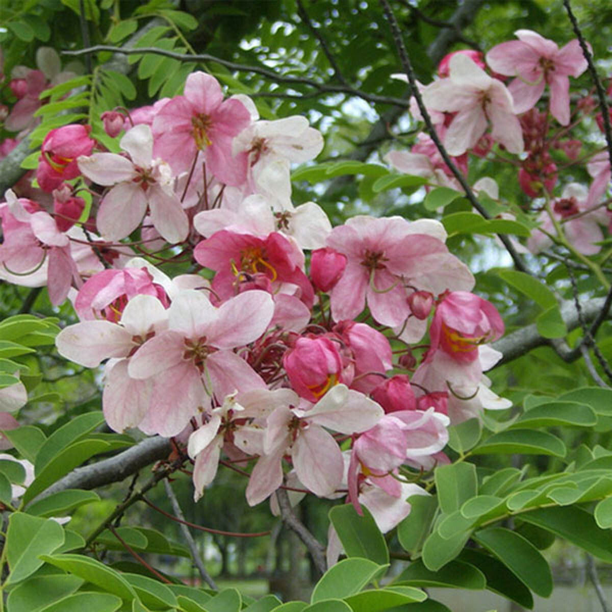 10x Fresh Cassia Javanica seeds, Apple Blossom tree, Blooms amazing pink flowers