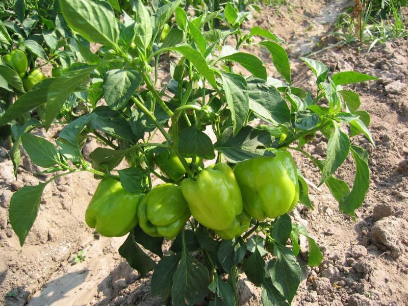 Pepper Seed Turkey Kandil Dolma Sweet 25 pcs Seeds
