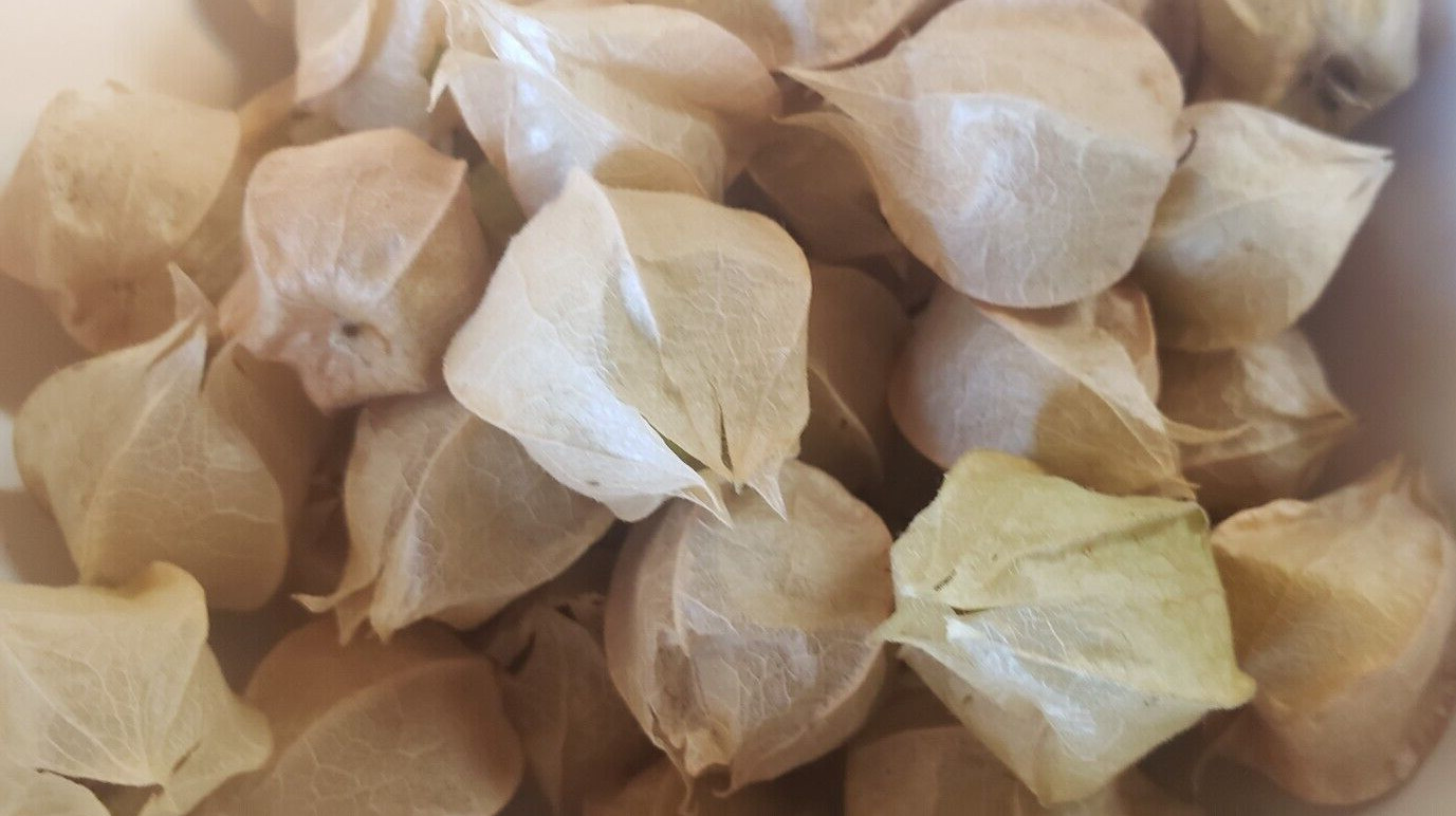 New Hanover Ground Cherry (50 Seeds) – sweet and fruity!