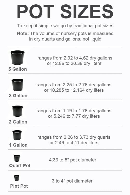 Silver Smoke Arizona Cypress – 1 Gallon Pot size 16-22 inches tall