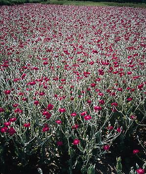 Lychnis coronaria Atrosanguinea 1,000 seeds