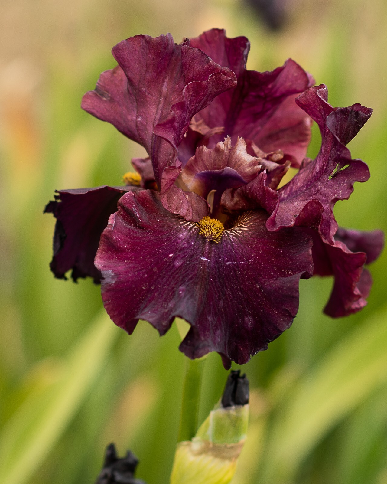 **Sweet Cherry Wine** Tall Bearded Iris. Freshly Dug, Combined Ship: Jul – Sep